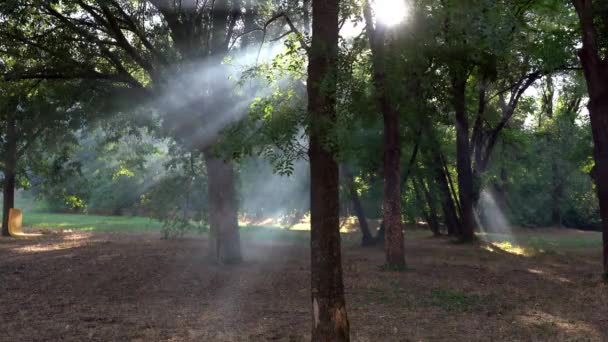 Raggi Del Sole Fanno Strada Tra Rami Degli Alberi — Video Stock