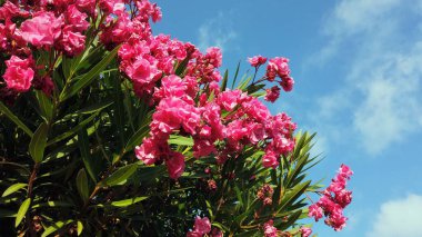Botonik bahçesinde mavi gökyüzü arka planına sahip kırmızı ve pembe zakkum bitkisi