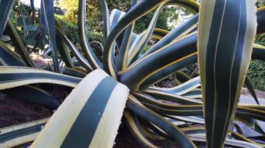 Liguria, Cinque Terre 'de bir bahçede güzel ve büyük bir aloe agave bitkisi.