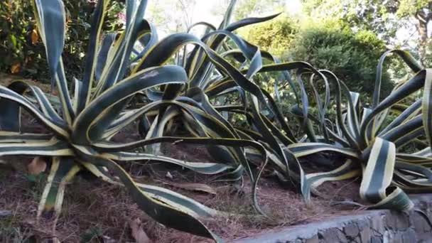Piękny Ogromny Aloes Agawy Roślin Ogrodzie Ligurii Cinque Terre — Wideo stockowe