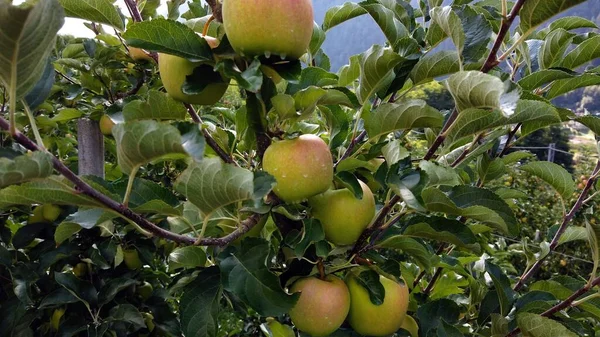 Europa Italien September 2021 Melinda Plantage Mit Gelben Äpfeln Typisch — Stockfoto