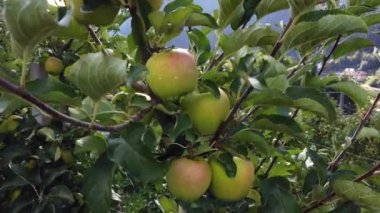 Avrupa, İtalya, Eylül 2021 - Trentino Alto Adige 'deki Val di Non' un tipik sarı elma çiftliği, Dolomitler 