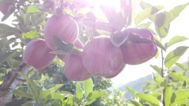 Avrupa, İtalya, Eylül 2021 - Trentino Alto Adige 'deki Val di Non' un tipik kırmızı elma çiftliği, Dolomitler 