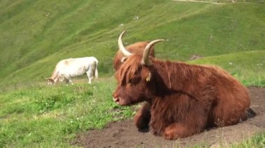 Trentino Dolomites dağlarında öküz türlerinin güzel örnekleri 