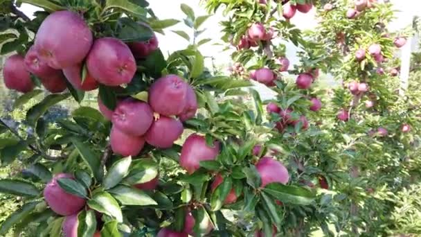 Europa Italien September 2021 Melinda Plantage Mit Typischen Roten Äpfeln — Stockvideo