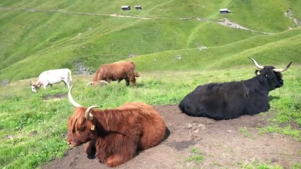 Schöne Exemplare Von Yaks Den Trentiner Dolomiten — Stockvideo