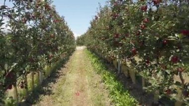 Avrupa, İtalya, Eylül 2021 - Trentino Alto Adige 'deki Val di Non' un tipik kırmızı elma çiftliği, Dolomitler 