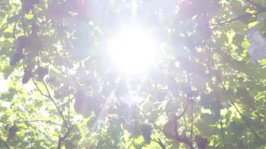 Lezzetli üzümlerin yakın plan görüntüsü