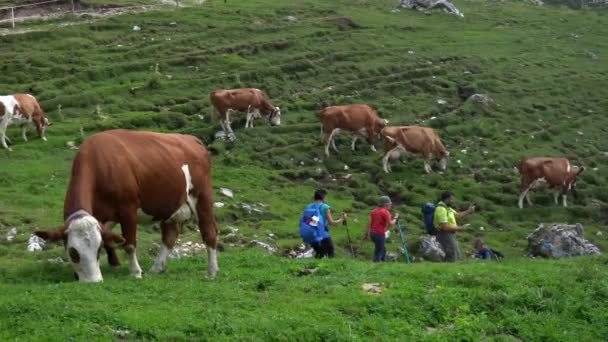 Europa Italien Trentino Alto Adige Augusti 2021 Turistvandring Och Vandring — Stockvideo