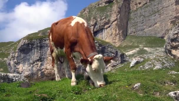 Europa Italia Trentino Alto Adigio Agosto 2021 Vaca Naturaleza Valle — Vídeos de Stock