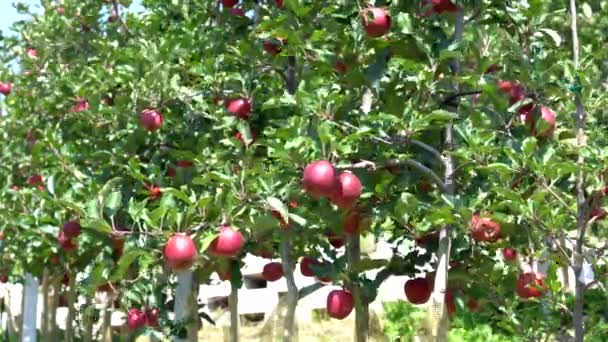 Ευρώπη Ιταλία Σεπτέμβριος 2021 Μελίντα Φυτεία Κόκκινων Μήλων Τυπική Του — Αρχείο Βίντεο
