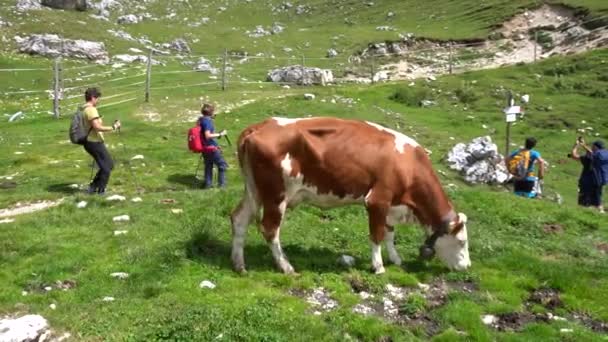 意大利 Trentino Alto Adige 2021年8月 游客在白云石山脉行走和跋涉 经过西拉尔山谷的奶牛附近 自然是自由的 — 图库视频影像