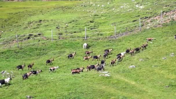 Pascoli Capre Selvatiche Che Salgono Gruppo Trentino Dolomiti Alpi — Video Stock