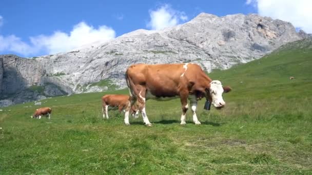 意大利 Trentino Alto Adige 2021年8月 Scillar山谷中的奶牛 — 图库视频影像