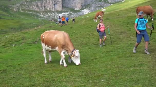 Ευρώπη Ιταλία Trentino Alto Adige Αύγουστος 2021 Τουριστική Πεζοπορία Και — Αρχείο Βίντεο