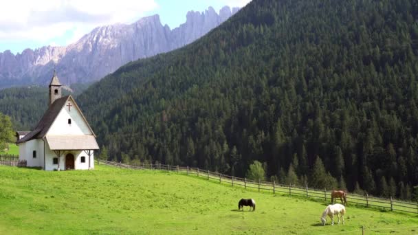 Caballos Recinto Montaña Con Bosque Trentino Dolomitas Val Fassa — Vídeo de stock