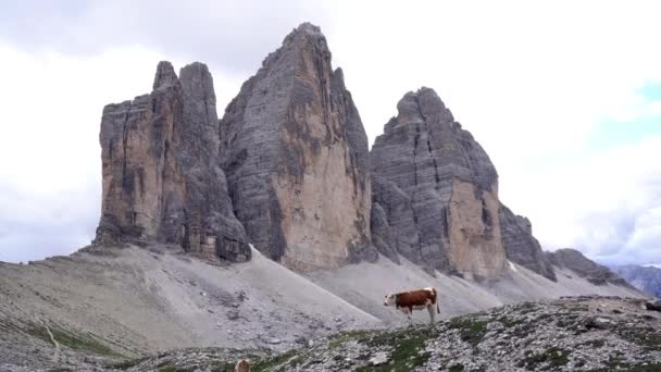 Europa Italien Trentino Südtirol August 2021 Die Kuh Der Natur — Stockvideo