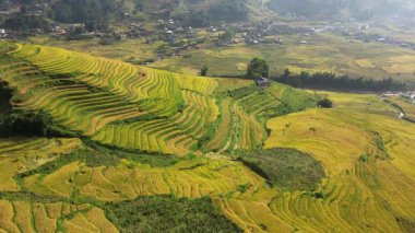 Muong Hoa Vadisi, Lao Cai, Sapa 'da pirinç üretimi için ünlü teras pirinç tarlaları. Asya, Vietnam.