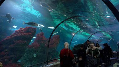 Avrupa, İspanya, Barselona - 1, 19, 2026: Tüp akvaryumda köpekbalığı yüzüyor