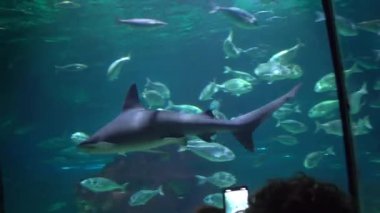 Avrupa, İspanya, Barcelona - 1, 19, 2026: Barcelona Limanı 'nda bulunan Barselona Akvaryumu.