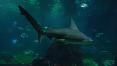 Avrupa, İspanya, Barcelona - 1, 19, 2026: Barcelona Limanı 'nda bulunan Barselona Akvaryumu.