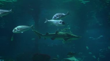 Avrupa, İspanya, Barcelona - 1, 19, 2026: Barcelona Limanı 'nda bulunan Barselona Akvaryumu.