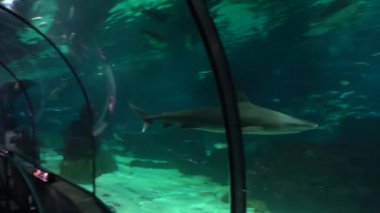 Avrupa, İspanya, Barcelona - 1, 19, 2026: Barcelona Limanı 'nda bulunan Barselona Akvaryumu.