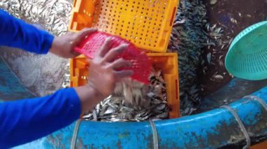 Asya, Vietnam, Mui Ne - 02.10, 2026: Balıkçı köyü, limanda mavi balık, ançüez ve sardalya temizliği, işçiler balık pazarında satmadan önce balık yıkıyorlar