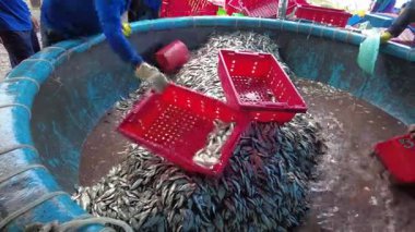 Asya, Vietnam, Mui Ne - 02.10, 2026: Balıkçı köyü, limanda mavi balık, ançüez ve sardalya temizliği, işçiler balık pazarında satmadan önce balık yıkıyorlar