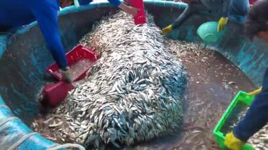 Asya, Vietnam, Mui Ne - 02.10, 2026: Balıkçı köyü, limanda mavi balık, ançüez ve sardalya temizliği, işçiler balık pazarında satmadan önce balık yıkıyorlar
