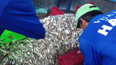 Asya, Vietnam, Mui Ne - 02.10, 2026: Balıkçı köyü, limanda mavi balık, ançüez ve sardalya temizliği, işçiler balık pazarında satmadan önce balık yıkıyorlar