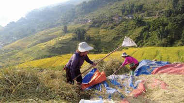 Asya, Vietnam, Sapa - 03, 11, 2026: Hmong, Tay ve Yao. Hmong Etkinliği. Hmong Kabilesi, Sapa 'daki etnik azınlıklar. Pirinç hasadı Eylül 'de tahılların ayrıştırılması ve güneşte kurutulması ile