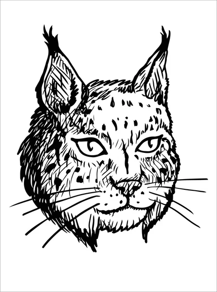 Head of Lynx - Black and White Illustration — Stock Vector