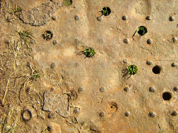 Metal plaka deliklerden Çimler uzuyor