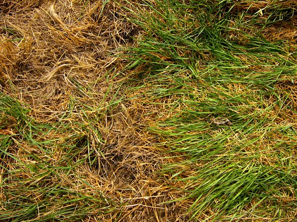 Texture of Old and New Grass — Stock Photo, Image