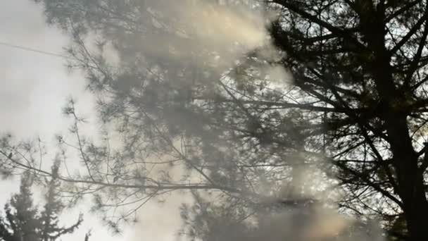 卡梅尔山，以色列海法友好与阳光穿过雾来在森林里，与很多烟雾从烧的树叶和木头，壁炉火和烟树树枝间. — 图库视频影像