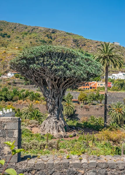 Albero del drago, o Dracaena draco . — Foto Stock