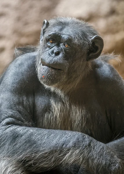 Ritratto di scimpanzé. Isole Canarie, Tenerife, Parco Lora Z — Foto Stock