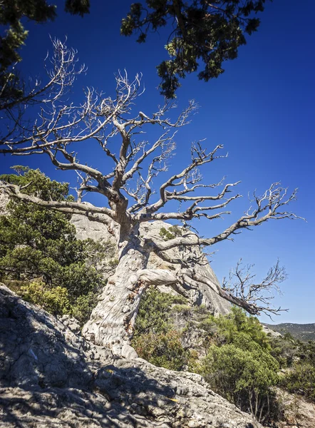 岩に奇跡的に成長している遺物ジュニパーや松の木立 — ストック写真