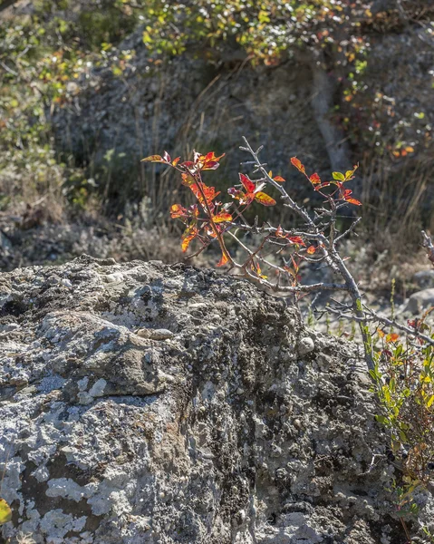 La penisola di Crimea, Russia. Quartieri città di Sudak  . — Foto Stock