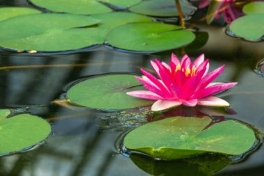 Güzel, parlak, renkli, tatlı su bitkileri göletteki nilüferler