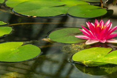 Güzel, parlak, renkli, tatlı su bitkileri göletteki nilüferler