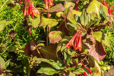 Güzel, kırmızı çiçekler ve yeşil bitkiler parkta, yazın bahçe.