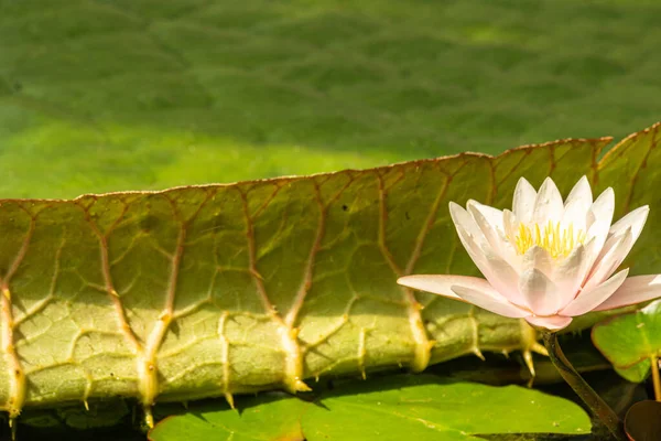 Güzel, parlak, renkli, tatlı su bitkileri göletteki nilüferler