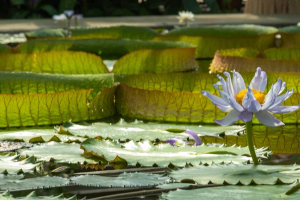 Güzel, parlak, renkli, tatlı su bitkileri göletteki nilüferler