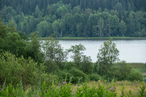 Doğal ağaçları, bitkileri, otları, ormandaki çiçekleri olan güzel bir manzara, doğal bir gölün arka planına park etmek, yazın nehir, göl...