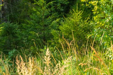 doğal, yeşil, ağaçlar, kozalaklı ağaçlar, çimenler, sarı kulaklar Park 'ta, orman, yaz