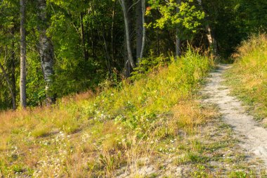 Doğal yeşil ağaçlar ve bitkilerle dolu güzel bir manzara, ormandaki orman yolu, yazları park.