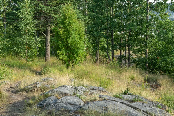 Schöne Landschaft Mit Natürlichen Bäumen Pflanzen Steinen Park Wald Sommer — Stockfoto