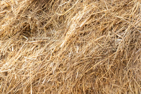 Texture Natural Material Dried Grass Hay Pet Food Brown Texture — Stock Photo, Image